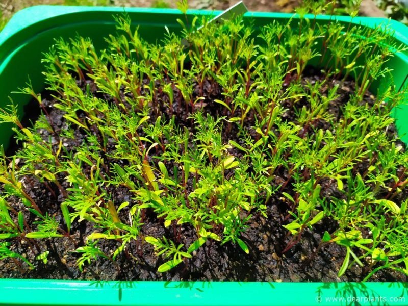 Cosmea seedlings one month after sowing