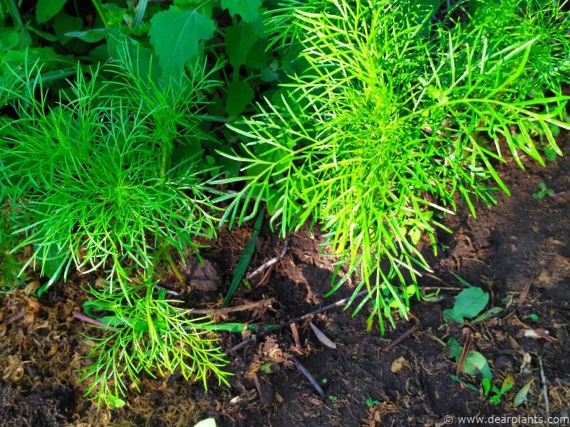 Cosmos grown from seed planted outside