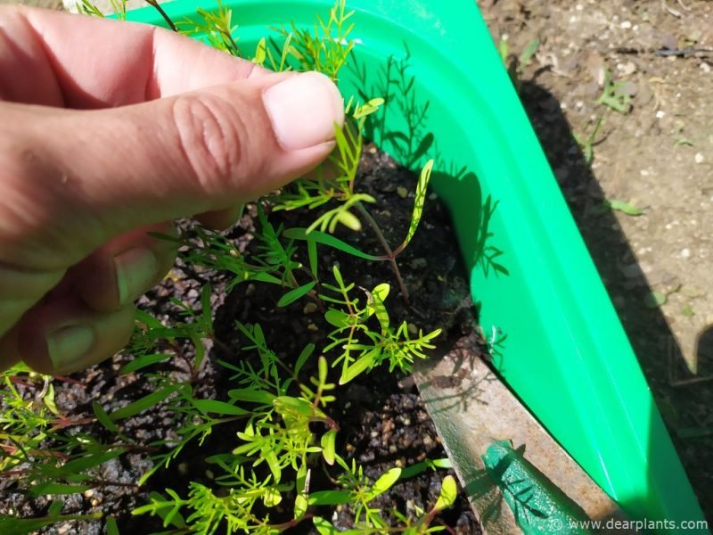 Gently lift the seedlings