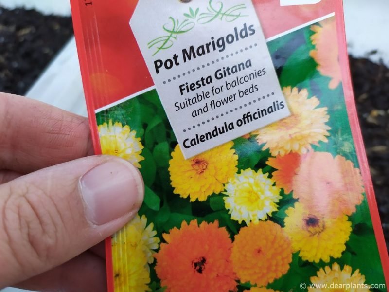 How to Grow Pot Marigold (Calendula officinalis) from seed