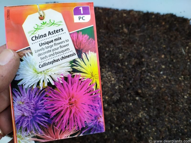 How to grow China Aster (Callistephus chinensis) from seed
