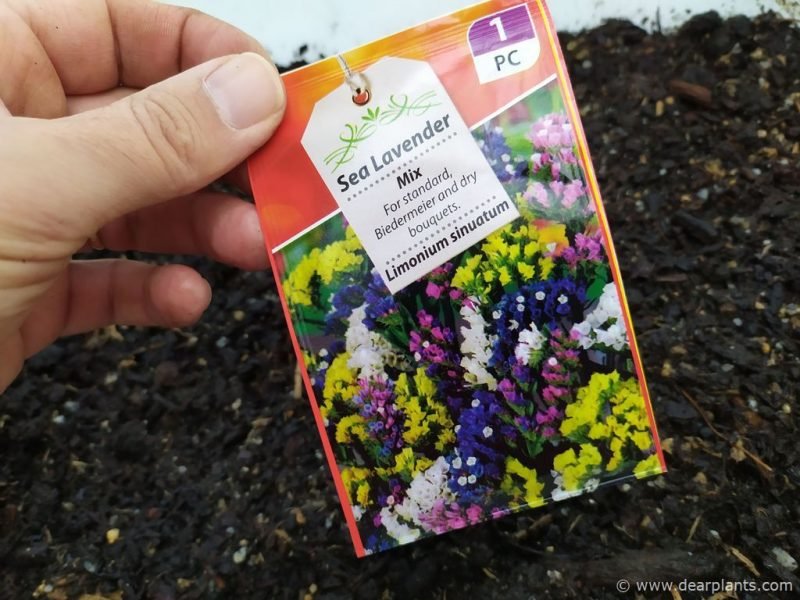 How to grow statice from seed (Limonium sinuatum) - pack of seeds