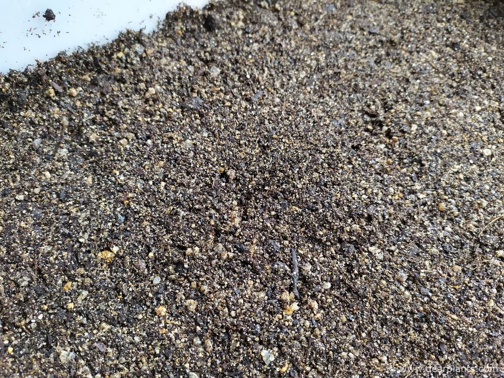 How to grow statice from seed (Limonium sinuatum) Dear Plants