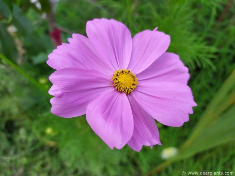 Pink cosmea flower