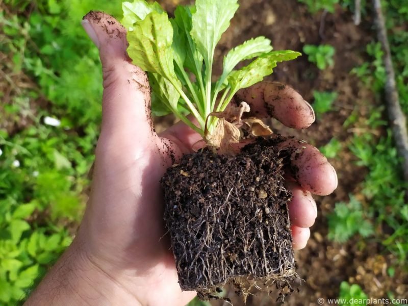 Planting China Aster (Callistephus chinensis) outside