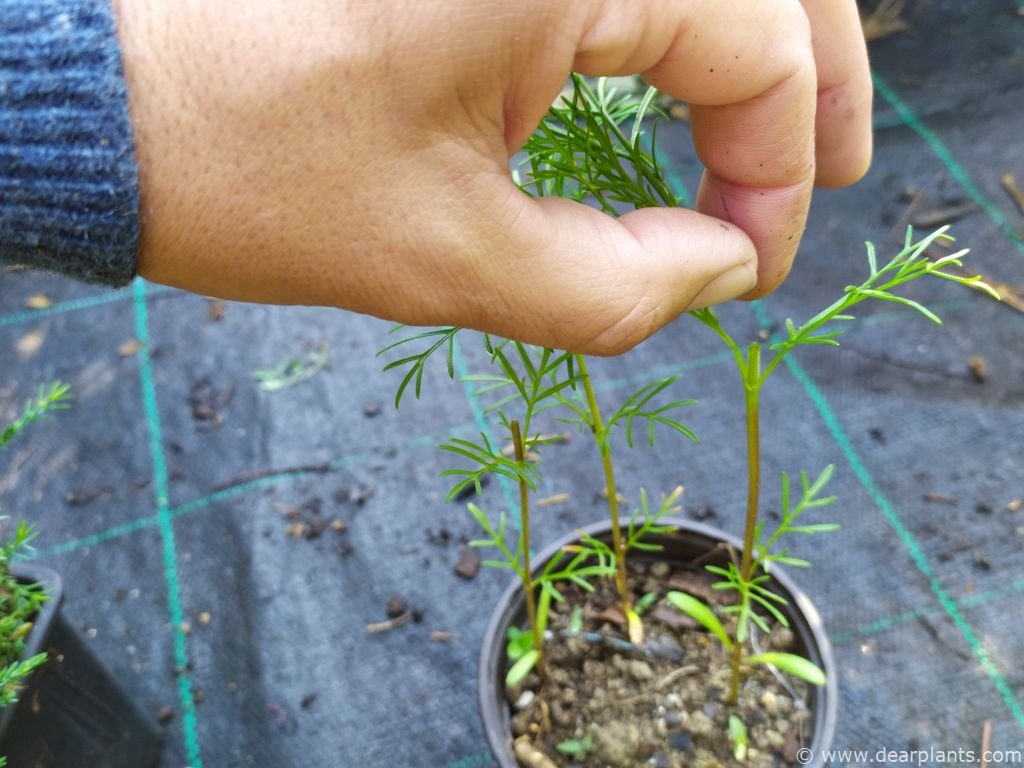 Growing cosmos from seed step by step Page 2 of 3 (with pictures and