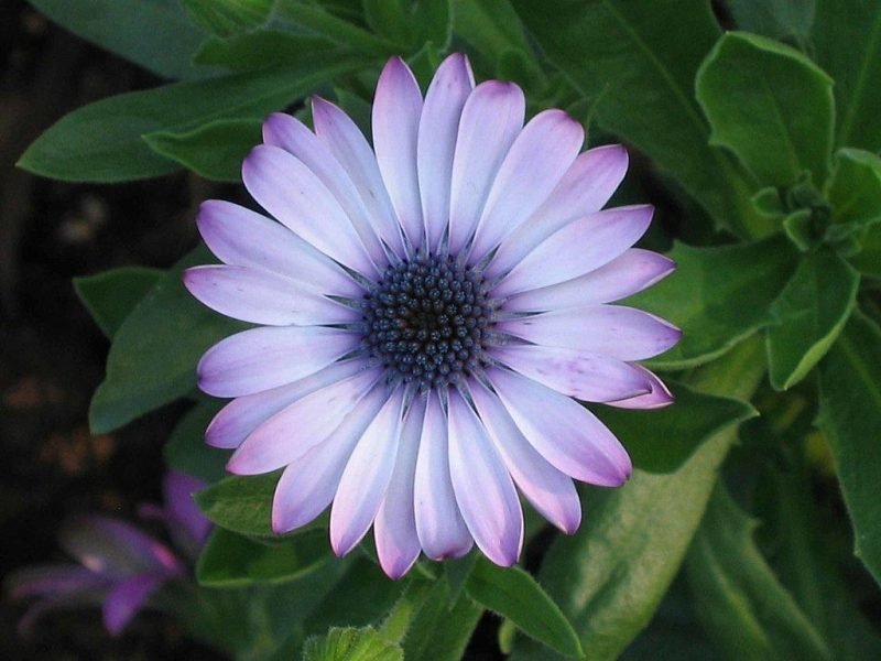 African daisy 'Lady Leitrim' (Osteospermum 'Lady Leitrim')