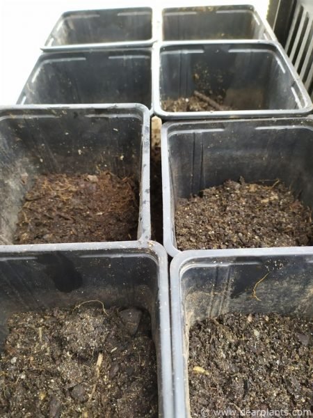 Bigger cultivation pots