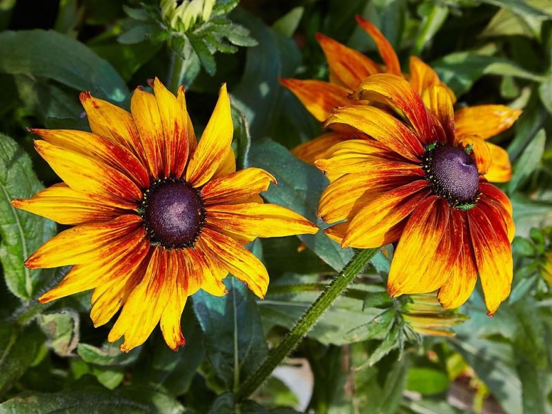 Black-eyed Susan 'Cappuccino' (Rudbeckia hirta 'Cappuccino')