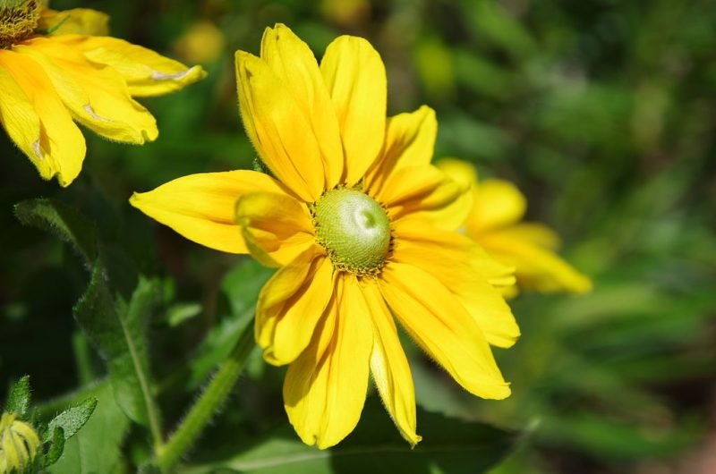 Black-eyed Susan 'Irish Eyes' (Rudbeckia hirta 'Irish Eyes')