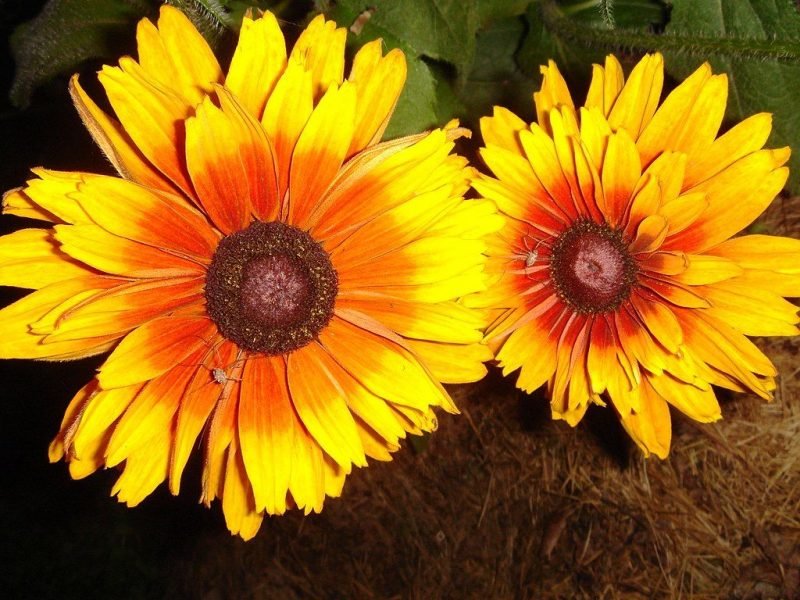 Black-eyed Susan 'Prairie Sun' (Rudbeckia hirta 'Prairie Sun')