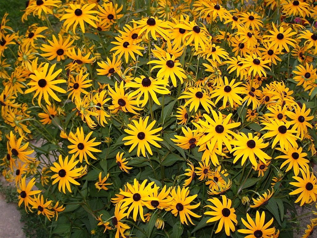 Black-eyed Susan (Rudbeckia fulgida)