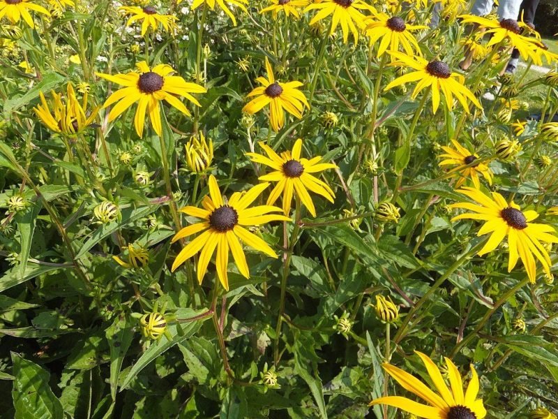 How to plant Black-eyed Susan (Rudbeckia fulgida)_1
