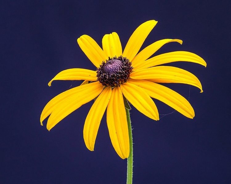 Where to plant Black-eyed Susan (Rudbeckia fulgida)_2
