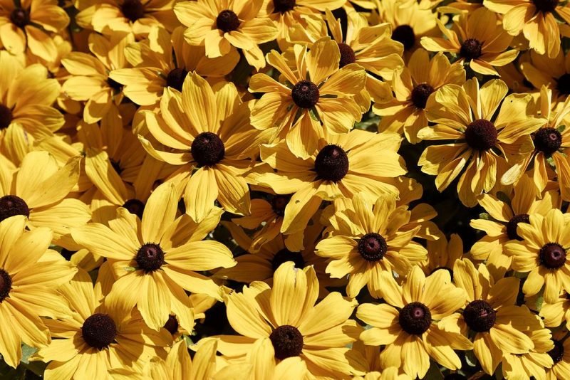 Black-eyed Susan 'Toto' (Rudbeckia hirta 'Toto' (Toto Series))