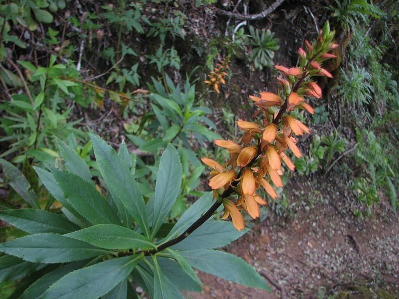 Canary Island foxglove (Digitalis canariensis)