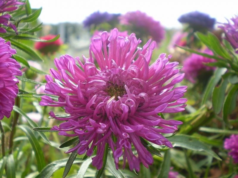 China aster (Callistephus chinensis)