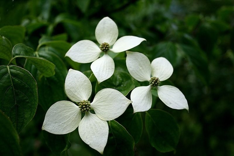 Chinese dogwood (Cornus kousa var. chinensis)