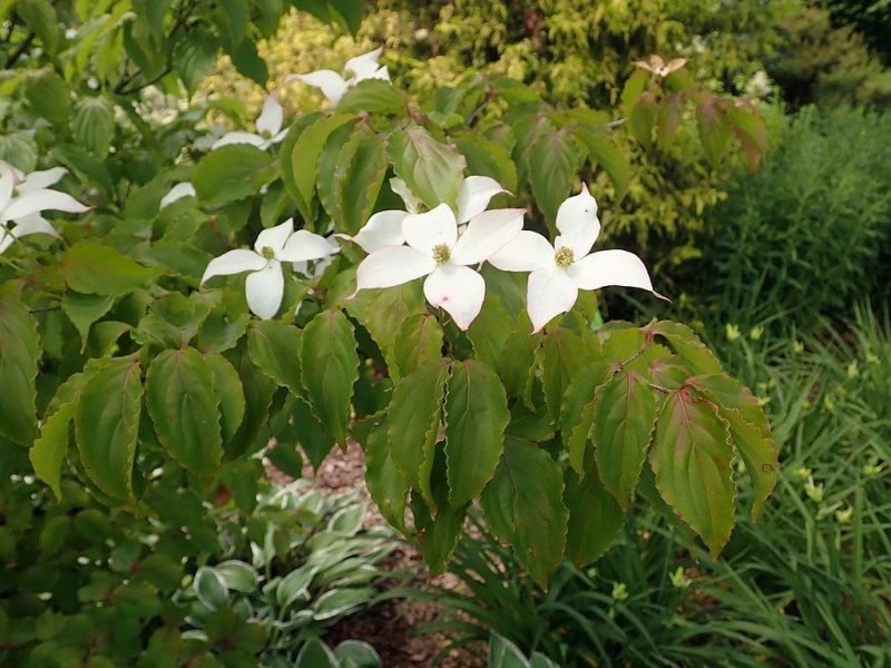 Chinese dogwood 'White Dusted' (Cornus kousa var. chinensis 'White Dusted')