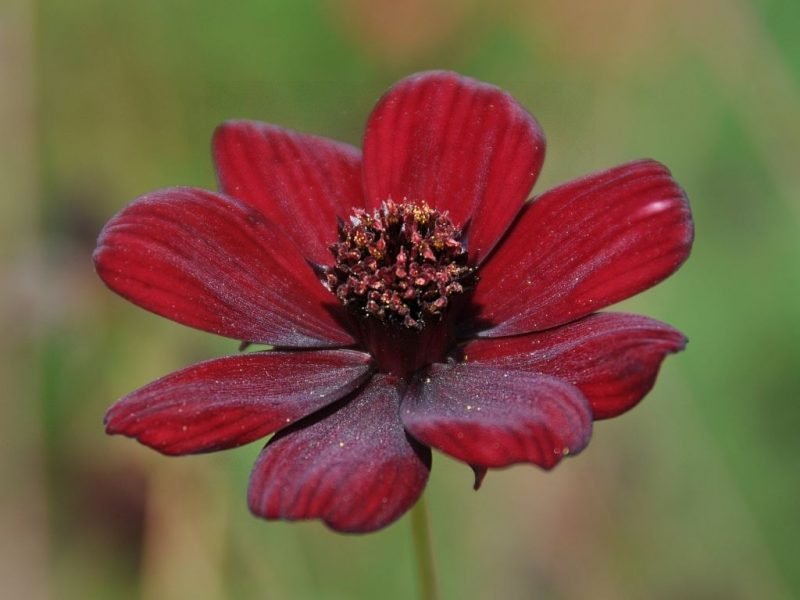 Chocolate cosmos (Cosmos atrosanguineus)