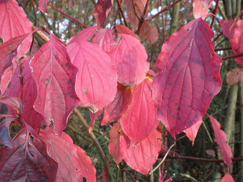 Common dogwood (Cornus sanguinea)
