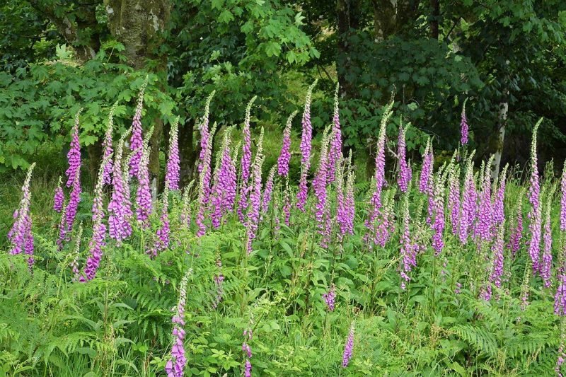 Common foxglove (Digitalis purpurea)