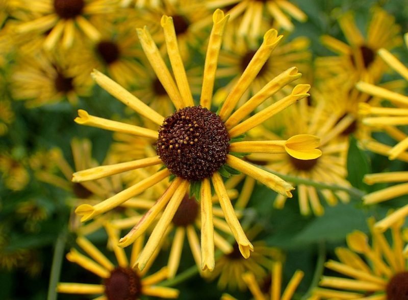Coneflower 'Henry Eilers' (Rudbeckia subtomentosa 'Henry Eilers')