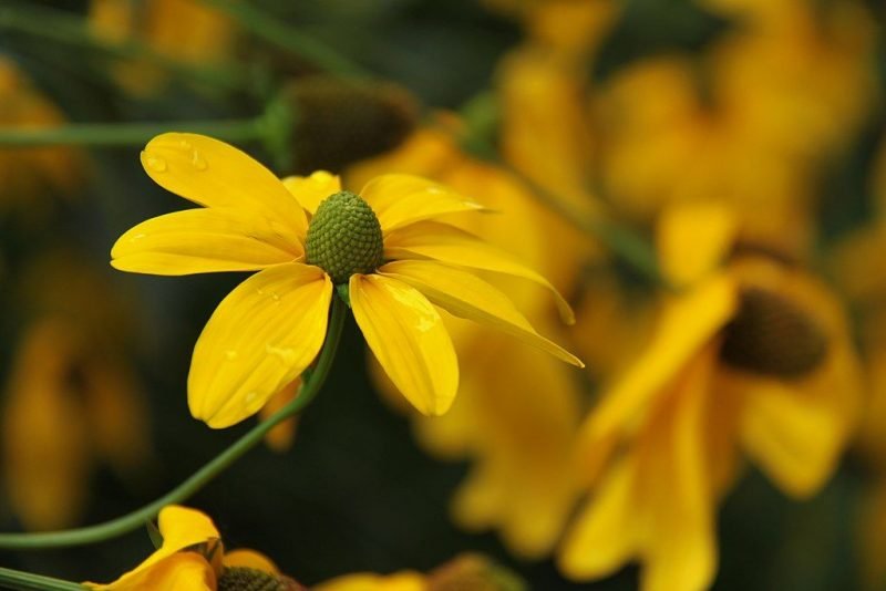 Coneflower 'Herbstsonne' (Rudbeckia laciniata 'Herbstsonne')