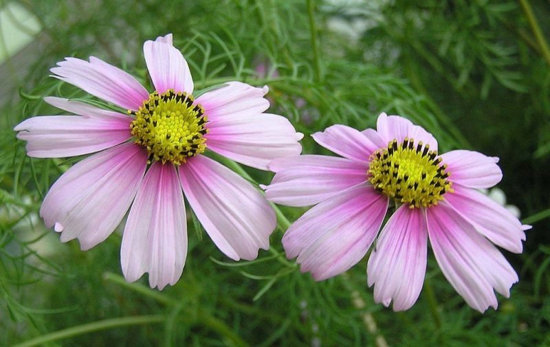 Cosmea 'Antiquity' (Cosmos bipinnatus 'Antiquity')