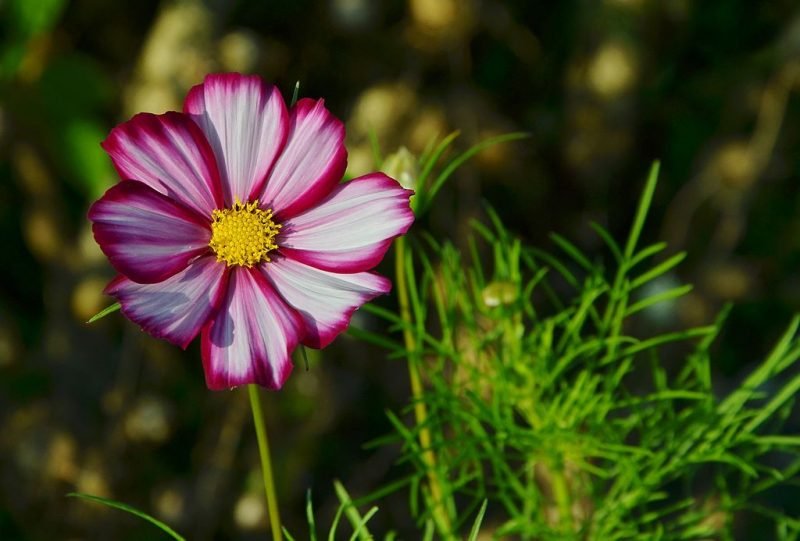 Cosmea 'Candy Stripe' (Cosmos bipinnatus 'Candy Stripe')