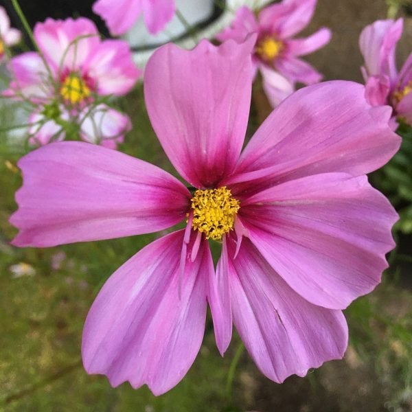 Cosmea 'Capriola' (Cosmos bipinnatus 'Capriola')