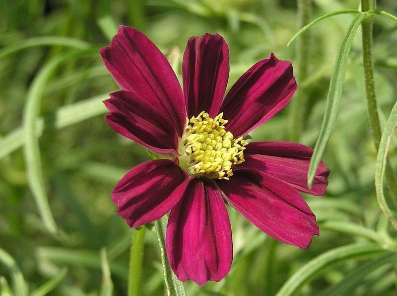 Cosmea 'Daydream' (Cosmos bipinnatus 'Daydream')