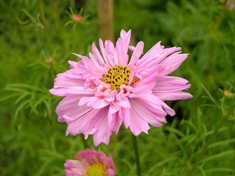 Cosmea Double Click Series (Cosmos bipinnatus Double Click Series)