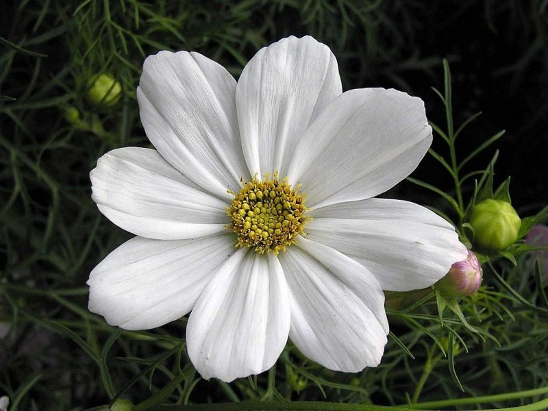 Cosmea 'Psyche White' (Cosmos bipinnatus 'Psyche White')