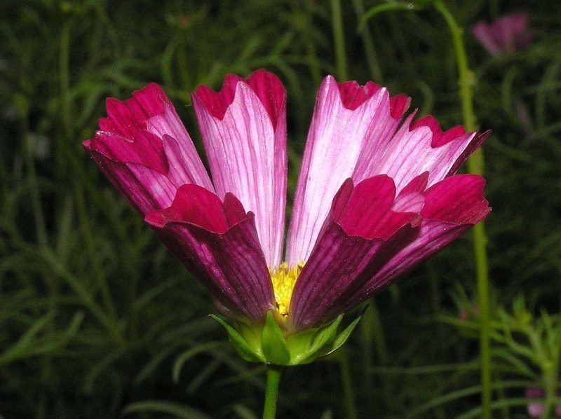 Cosmea Sea Shells (Cosmos bipinnatus Sea Shells)