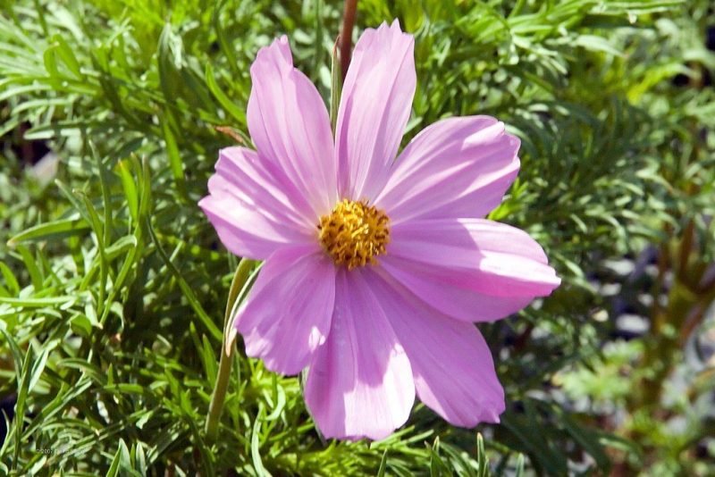 Cosmea Sonata Series (Cosmos bipinnatus Sonata Series)