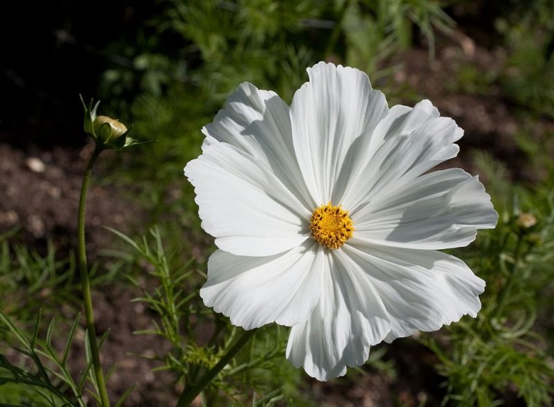 Cosmea 'Sonata White' (Cosmos bipinnatus Sonata White)