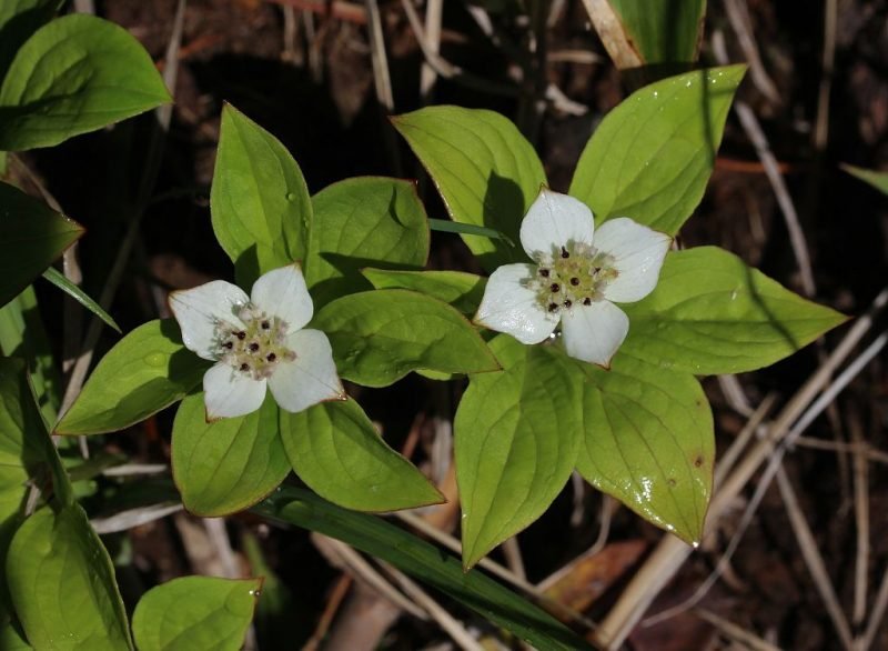 Creeping dogwood (Cornus canadensis)