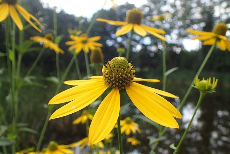 Cut-leaved coneflower (Rudbeckia laciniata)