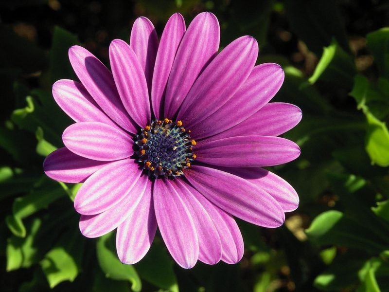 Deep purple African daisy (Osteospermum ecklonis)