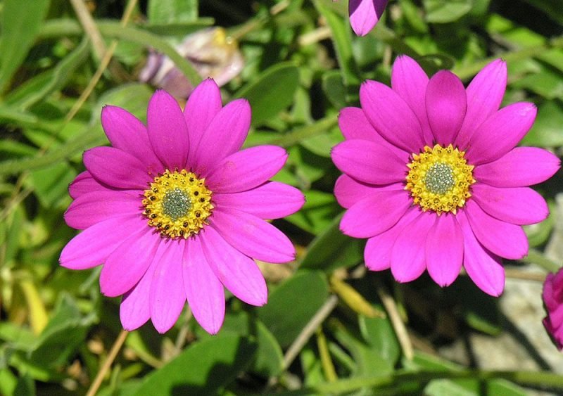 Delightful African daisy (Osteospermum jucundum)