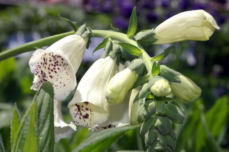 Digitalis purpurea Foxy (Digitalis purpurea Foxy)