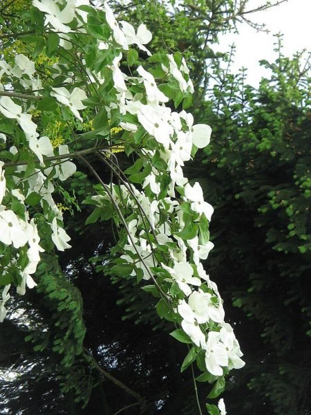 Dogwood 'Eddie's White Wonder' (Cornus 'Eddie's White Wonder')