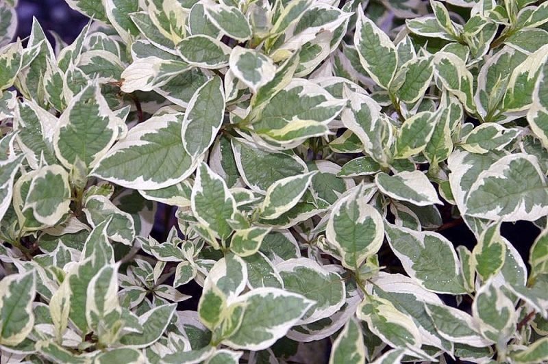 Dogwood [Ivory Halo] (Cornus alba Ivory Halo - 'Bailhalo')
