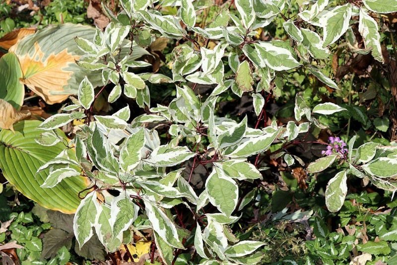 How to plant Dogwood [Ivory Halo] (Cornus alba Ivory Halo - 'Bailhalo')_1