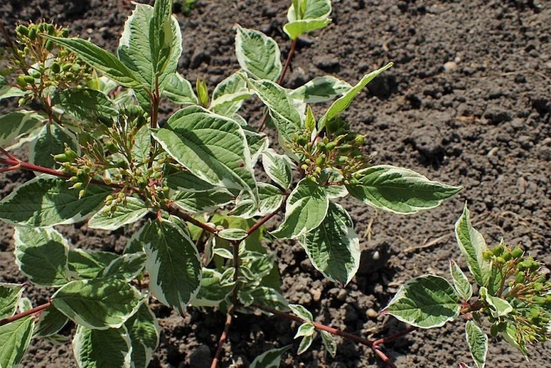 Dogwood 'Sibirica Variegata' (Cornus alba 'Sibirica Variegata')
