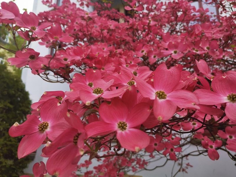 Eastern flowering dogwood 'Cherokee Chief' (Cornus florida 'Cherokee Chief')