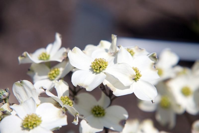 Eastern flowering dogwood 'Daybreak' (Cornus florida 'Daybreak')