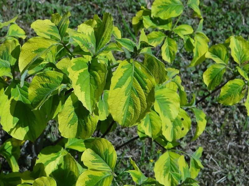 Eastern flowering dogwood 'Rainbow' (Cornus florida 'Rainbow')