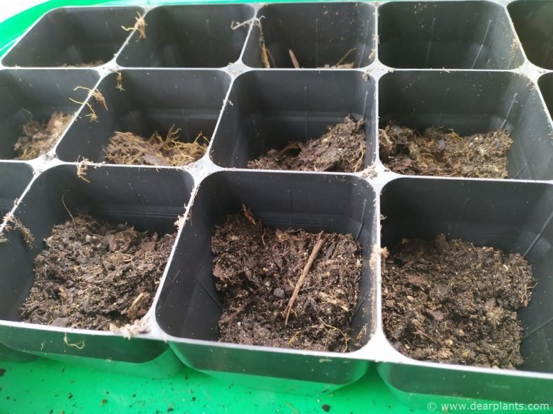 Fill the tray with soil